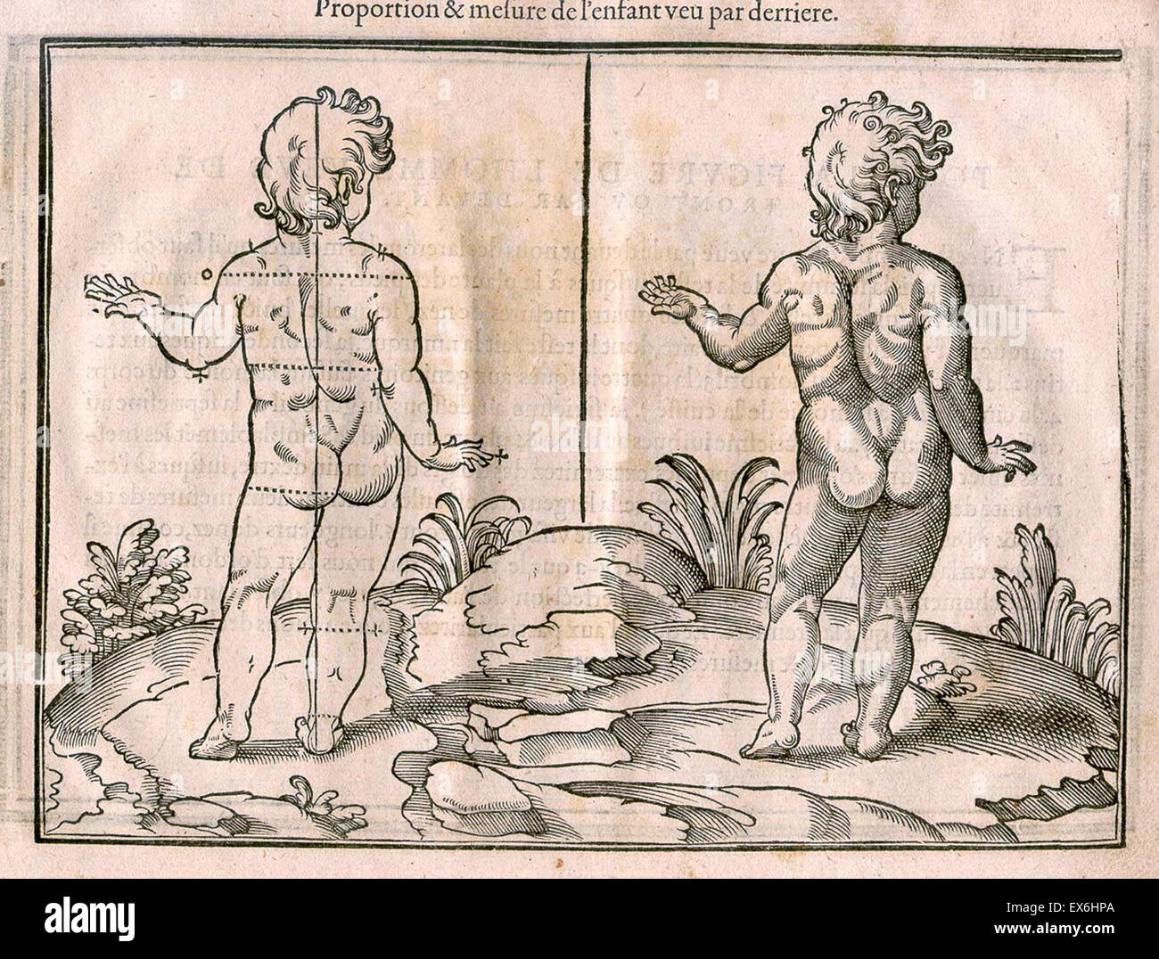 Anatomische Zeichnung von Jehan Cousin ("le Jeune" oder "der jüngere") im Livre de Pourtraiture. (Paris, 1608). Stockfoto