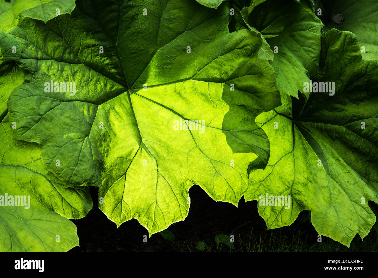 Saxifragaceae Astilboides Tabularis tabellarische Blatt Parasollblad Swe Mandschurei Nordkorea Rodgersia Tabularis symbol grünes Blatt o Stockfoto