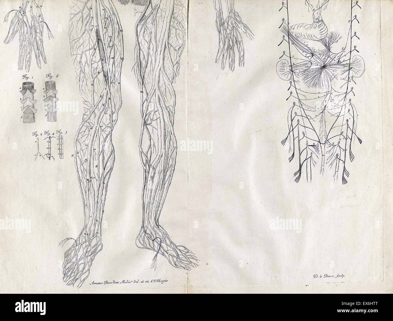 Anatomische Illustration von Amé Bourdon, von 'Tabellen Nouvelles Anatomiques'; Chambray: 1678. Stockfoto