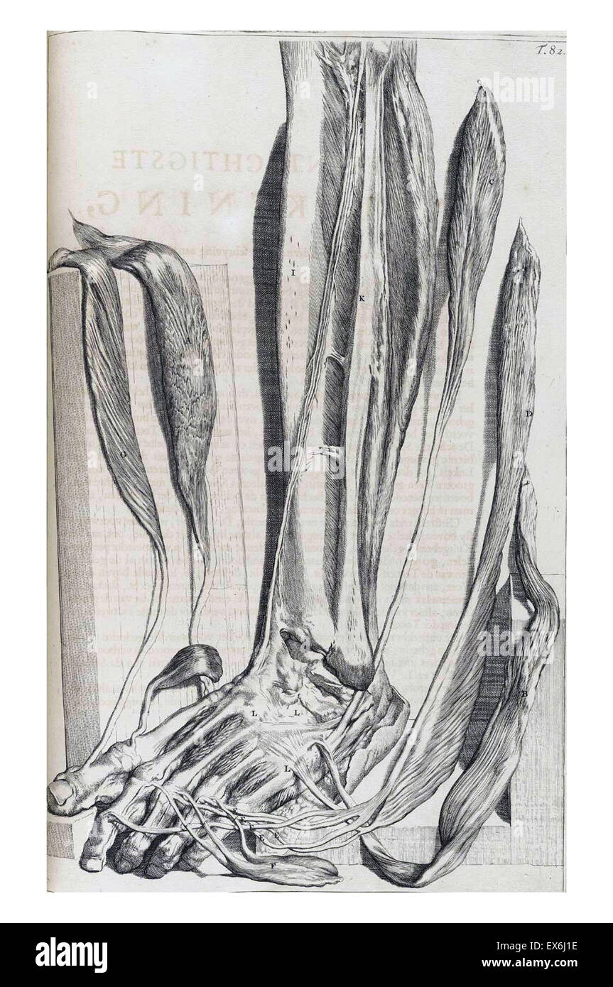 Illustrationen von Govard Bidloo, aus der Anatomie Lehrbuch 'Ontleding des Menschelyken Lichaams'. (Amsterdam 1690). Govard Bidloo 1649 in Amsterdam geboren und wurde Professor für Anatomie in den Haag von 1688 bis 1699 Stockfoto