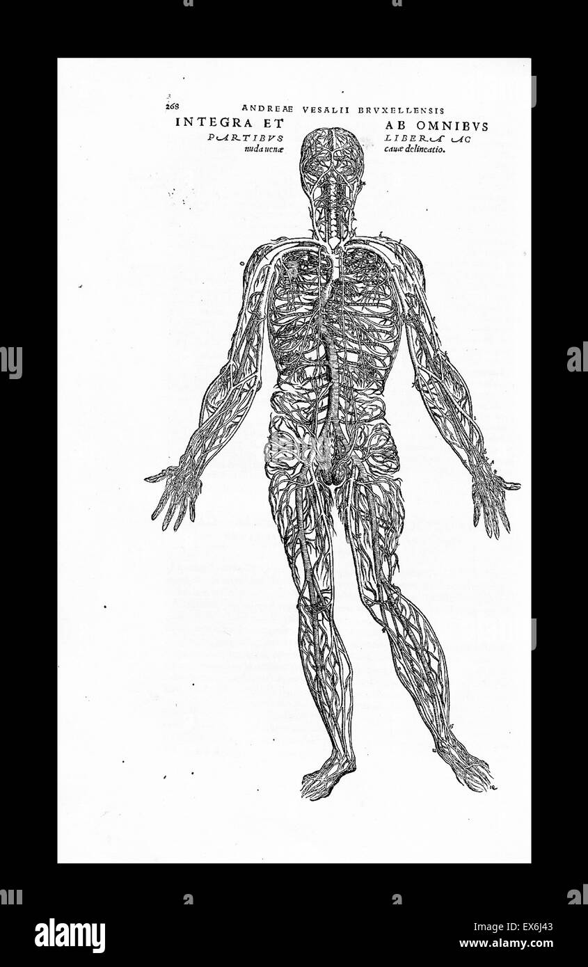 Anatomische Abbildung von "De Corporis Humani Fabrica Libri Septem" (Basel: Johannes Oporinus, 1543); Von Andreas Vesalius (1514-1564), Stockfoto