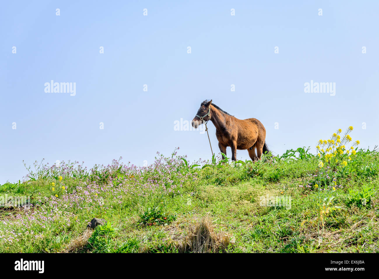 gesunde braune Pferd allein stehend auf einem grünen Hügel in Insel Jeju, Korea. Stockfoto