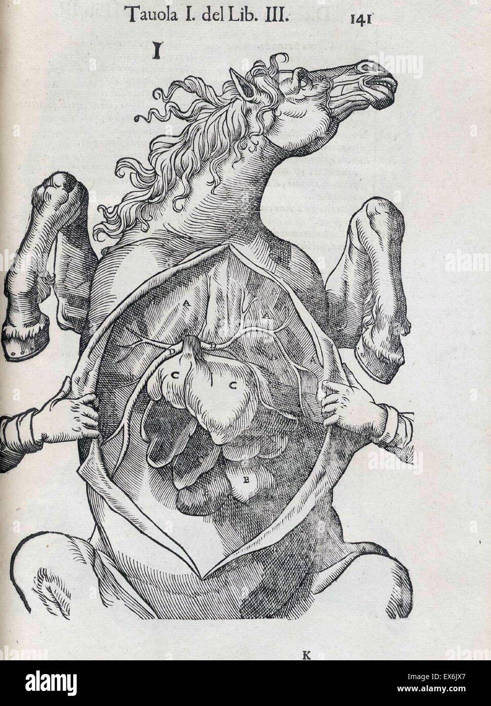 Equine anatomische Illustration aus "Anatomia del Cavallo, Infermità, et Suoi Rimedii". Anatomie eines Pferdes); (1618). durch Carlo Ruini, (1530-1598) Stockfoto