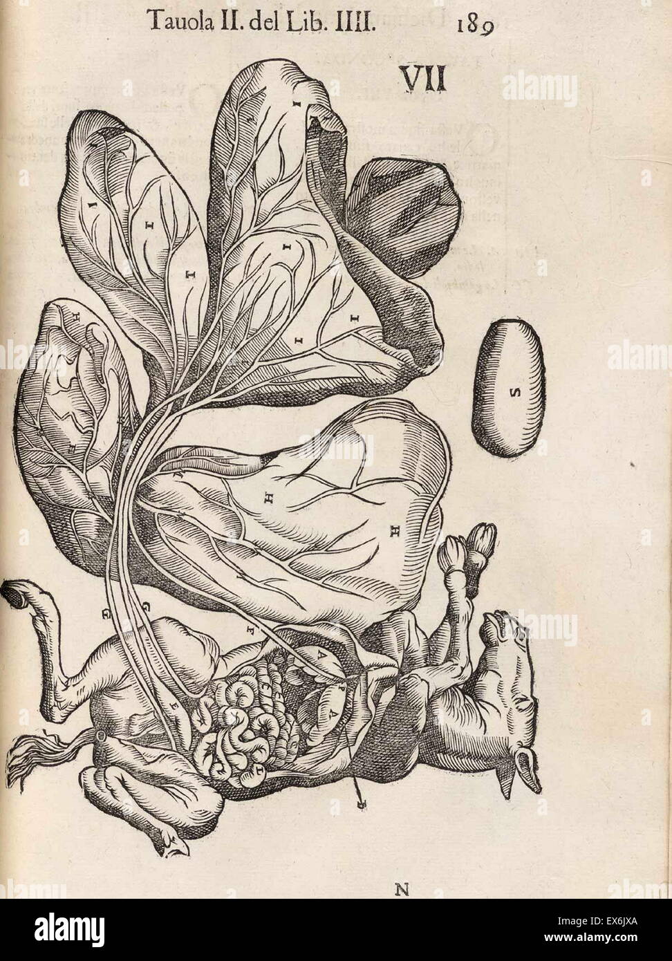 Equine anatomische Illustration aus "Anatomia del Cavallo, Infermità, et Suoi Rimedii". Anatomie eines Pferdes); (1618). durch Carlo Ruini, (1530-1598) Stockfoto