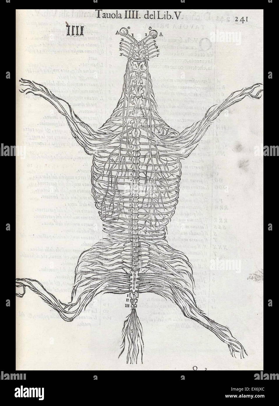 Equine anatomische Illustration aus "Anatomia del Cavallo, Infermità, et Suoi Rimedii". Anatomie eines Pferdes); (1618). durch Carlo Ruini, (1530-1598) Stockfoto