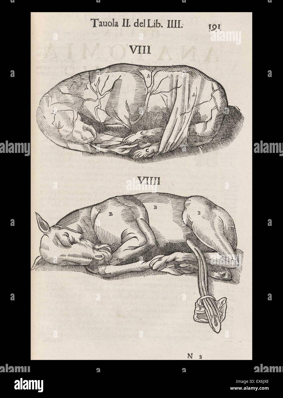 Equine anatomische Illustration aus "Anatomia del Cavallo, Infermità, et Suoi Rimedii". Anatomie eines Pferdes); (1618). durch Carlo Ruini, (1530-1598) Stockfoto