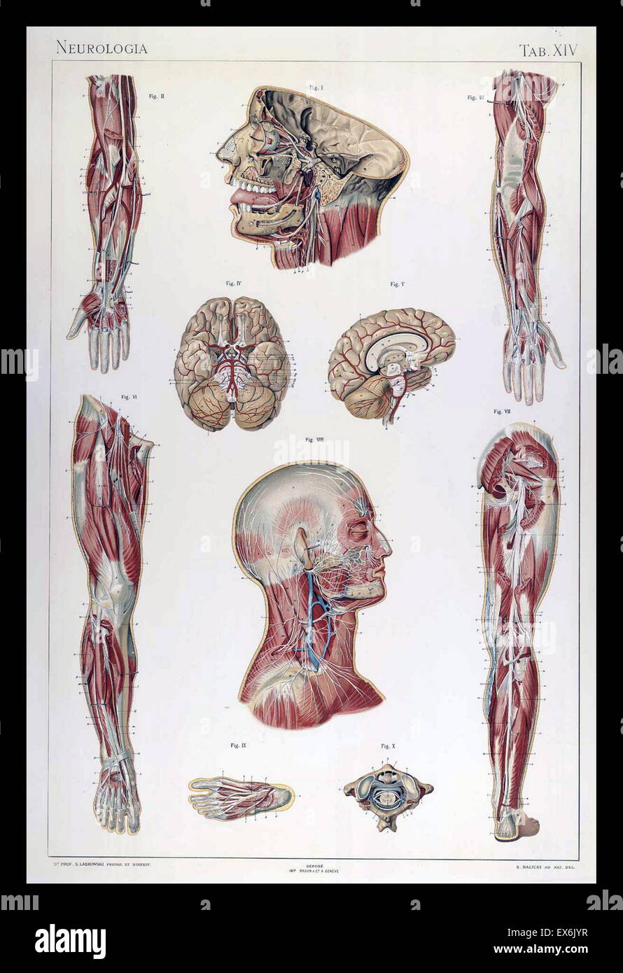 anatomische Illustrationen von Sigismond Balicki, 1858-1916 aus "Anatomie Normale du Corps Humain" von Sigismond Laskowski, 1896 Stockfoto