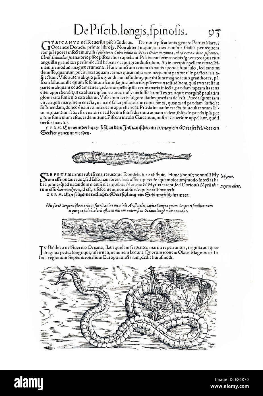 Illustration der Seeungeheuer, von ' Medici Tigurini Historiae Animalium "Historia Animalium 1564; ein Veterinär anatomische Buch von Conradi Gesneri 1516-1569 Stockfoto