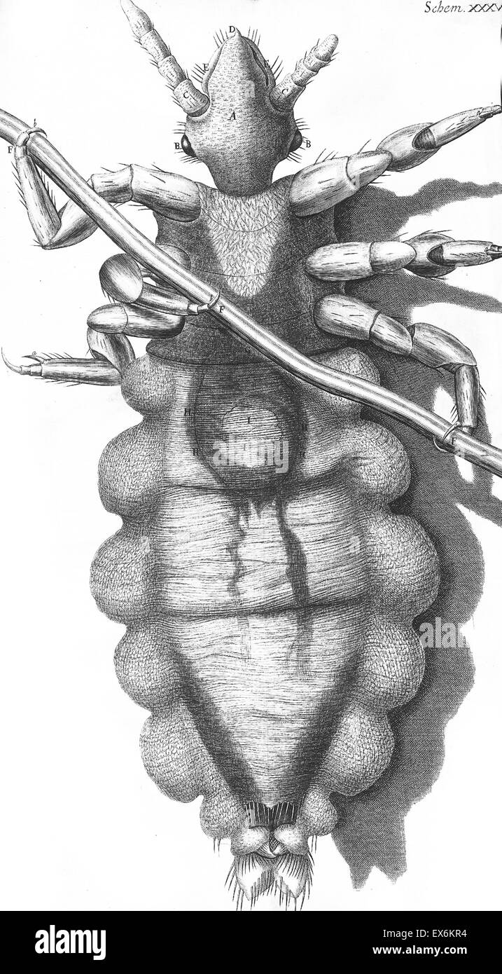 Illustration aus "Herumgestreift" 1665; von Robert Hooke, 1635-1703. Hookes Beobachtungen durch verschiedene Linsen, inspirierende ein breites öffentliches Interesse in die neue Wissenschaft der Mikroskopie. Stockfoto