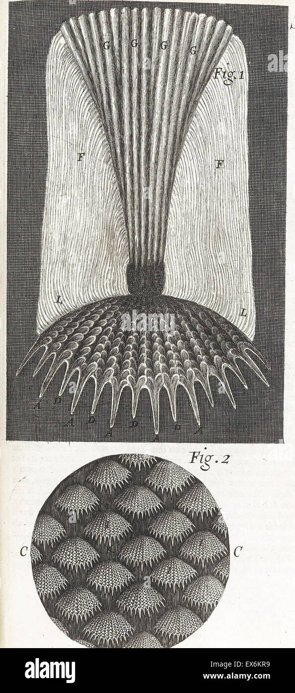 Illustration aus "Herumgestreift" 1665; von Robert Hooke, 1635-1703. Hookes Beobachtungen durch verschiedene Linsen, inspirierende ein breites öffentliches Interesse in die neue Wissenschaft der Mikroskopie. Stockfoto