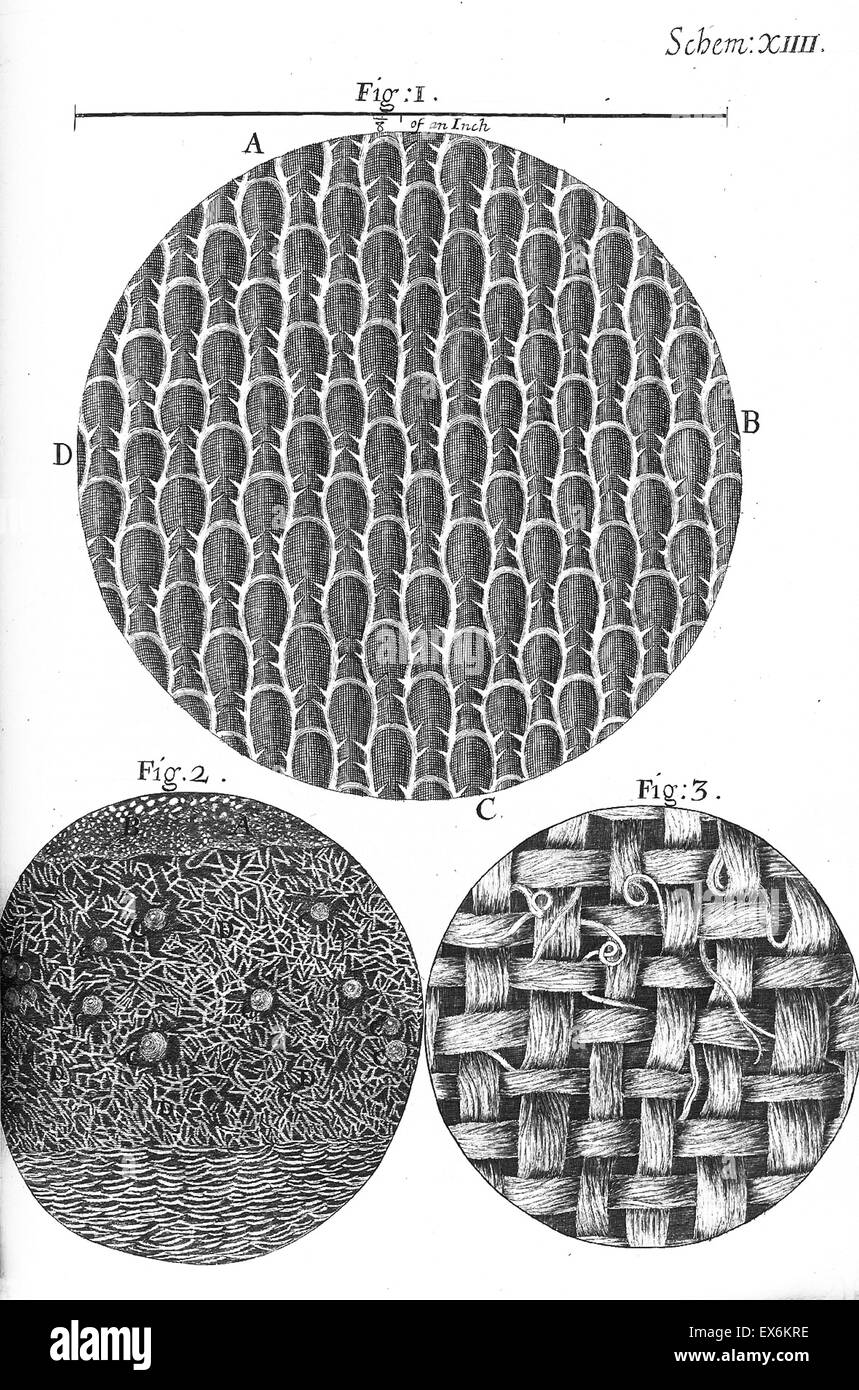Illustration aus "Herumgestreift" 1665; von Robert Hooke, 1635-1703. Hookes Beobachtungen durch verschiedene Linsen, inspirierende ein breites öffentliches Interesse in die neue Wissenschaft der Mikroskopie. Stockfoto