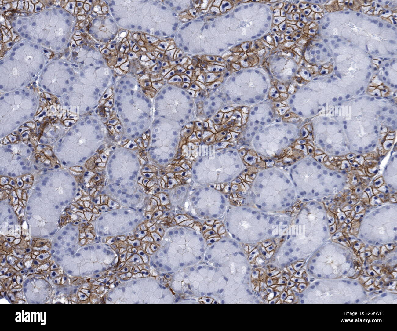 E-Cadherin. Der E-Cadherin-Catenin-Komplex spielt eine entscheidende Rolle in epithelialen Zell-Zell-Adhäsion und bei der Aufrechterhaltung der Gewebearchitektur Stockfoto