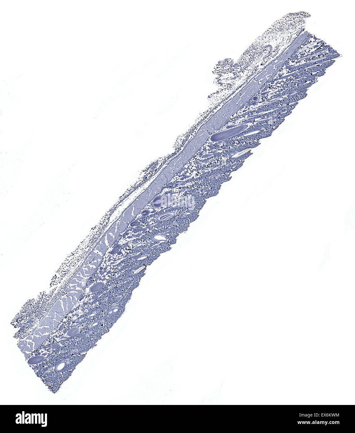 Cytokeratin 10: Immunoperoxidase Färbung von Formalin fixiert, Paraffin-eingebetteten Maus Haut zeigen Zytoplasma Färbung in der epidermis Stockfoto