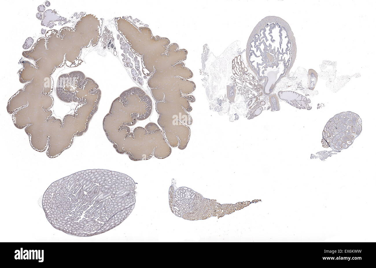 Clusterine: Immunoperoxidase Färbung der männlichen Fortpflanzungsorgane Formalin fixiert, Paraffin-eingebetteten Maus zeigt Zytoplasma sowie Zelle häutigen Färbung in den Sertoli-Zellen der Hoden und Zellen in den Nebenhoden und Prostata Stockfoto