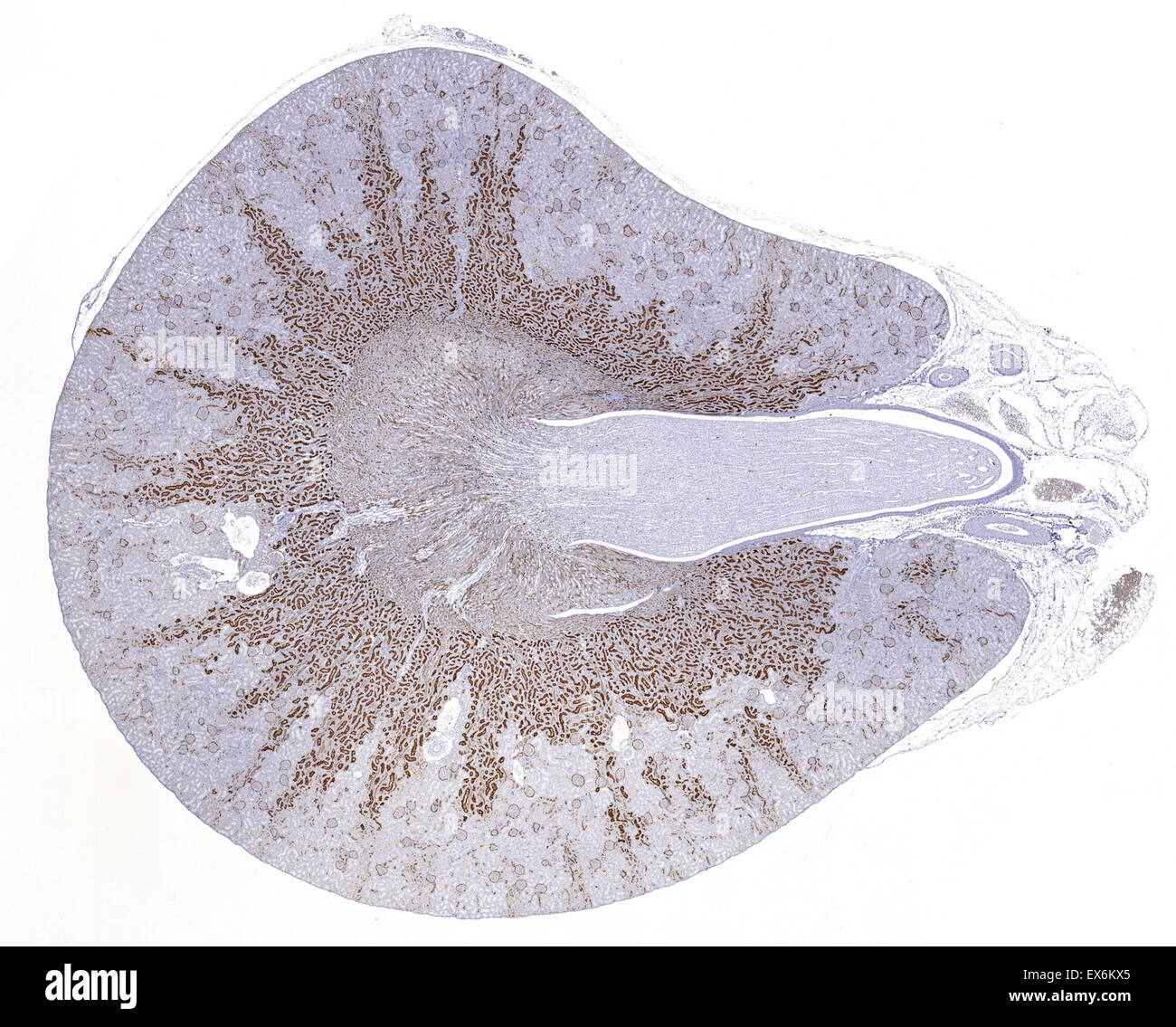 CD10: Immunoperoxidase Färbung von Formalin fixiert, Paraffin-eingebetteten Ratte Niere zeigt Zellmembran der Epithelzellen Pinsel Grenze Stockfoto