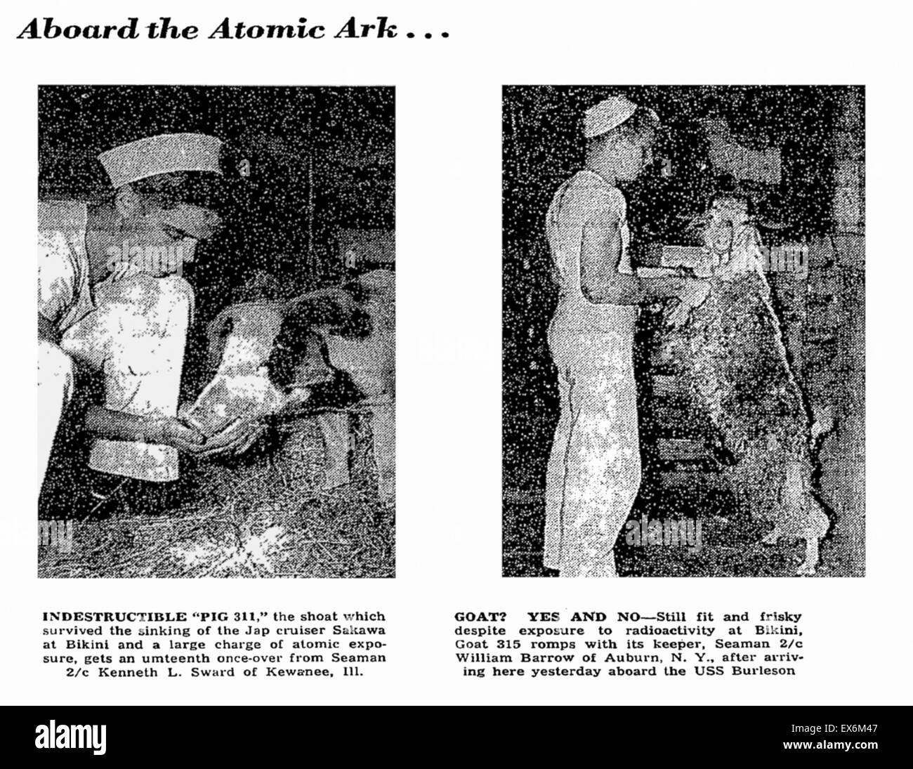 Ankunft in Washington Navy Yard im September 1946, sind 311 Schwein und Ziege 315--beide seltenen Überlebenden der Bikini Explosion--vorbereitet für die Übertragung auf den National Zoo Stockfoto