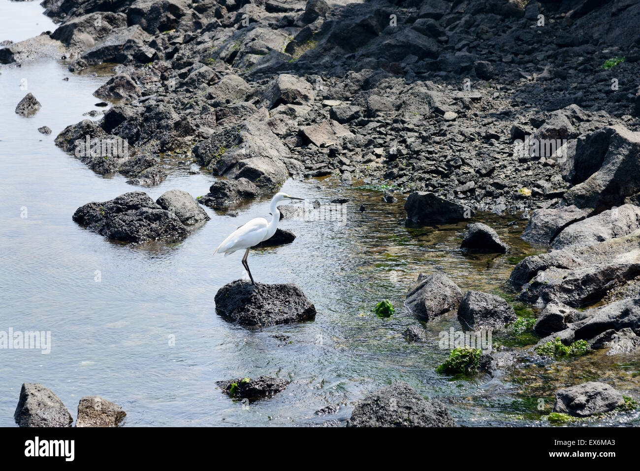 Weißer Reiher auf einem Felsen in einem Küstenstreifen an Insel Jeju, Korea. Stockfoto