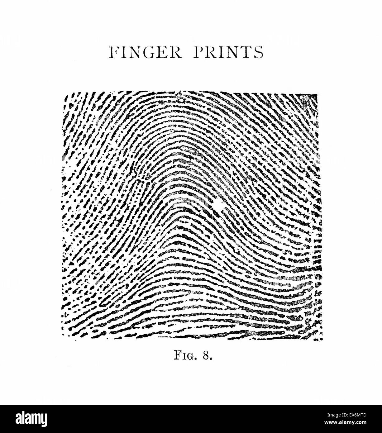 Typischen Bogen Muster teilt 1900 die Henry-Klassifizierungssystem Fingerabdruck Datensätze in Gruppen basierend auf Mustertypen. Das System macht es möglich, große Anzahl von Fingerabdruck-Datensätzen zu suchen, indem Sie klassifizieren die Drucke je nachdem, ob sie h Stockfoto