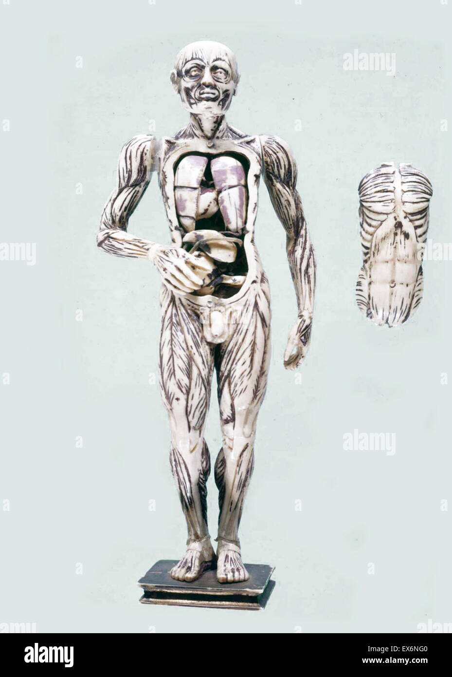 Elfenbein, anatomische Modell verwendet in Frankreich, Deutschland und Italien, ca. 1500-1700 geschnitzt. Stockfoto
