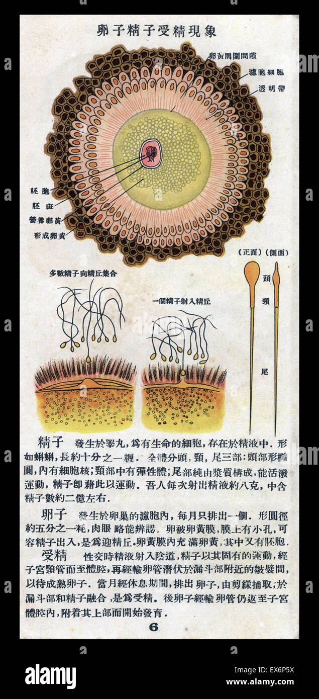 Chinesische illustriert Schwangerschaft Handbuch in China 1940 veröffentlicht. Stockfoto