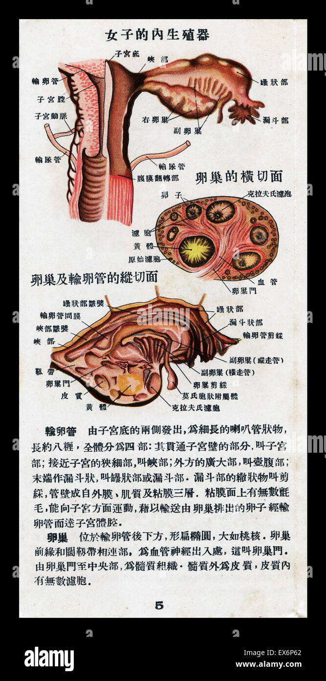 Chinesische illustriert Schwangerschaft Handbuch in China 1940 veröffentlicht. Stockfoto