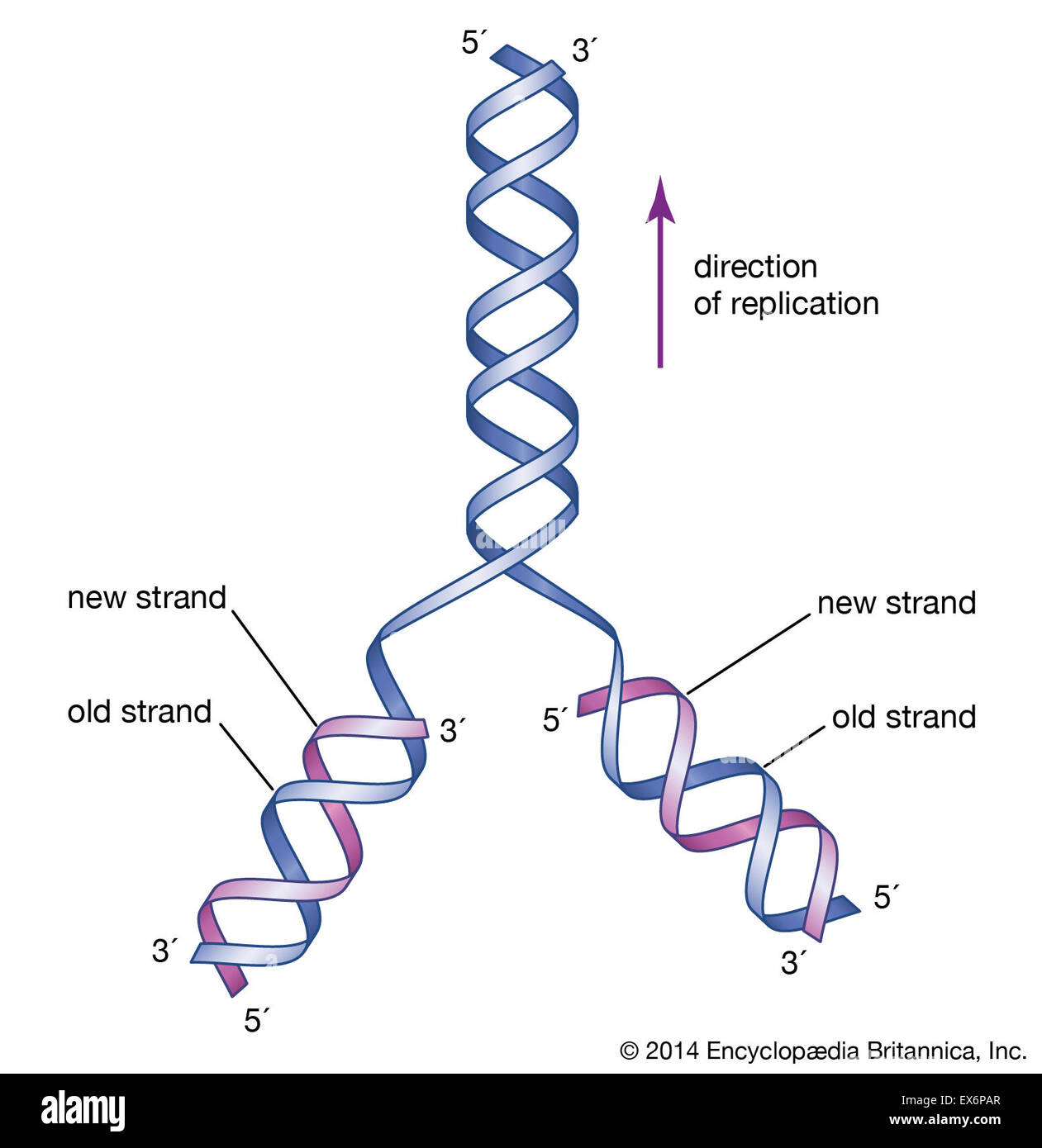 Vorgeschlagene DNA-Struktur Stockfoto