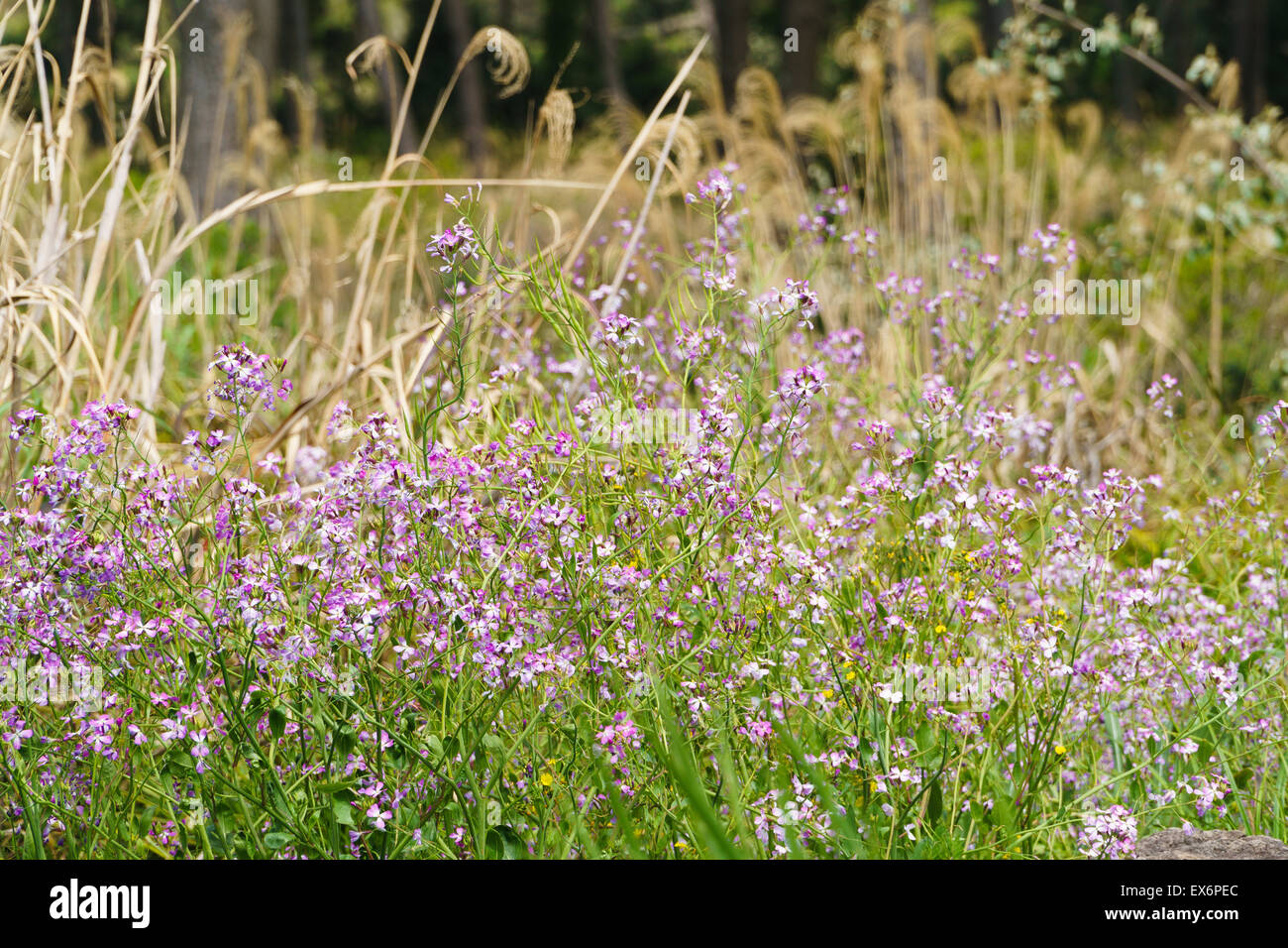 Nahaufnahme der lila Farbe Raphanus Sativus für. Raphnistroides MAK. Blumen in einem Feld in Gapado Insel der Insel Jeju, Korea. Stockfoto