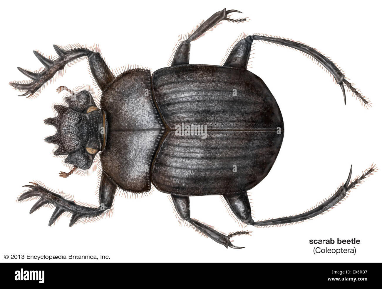 Heiligen SkarabäusKäfer Stockfoto, Bild 84972587 Alamy