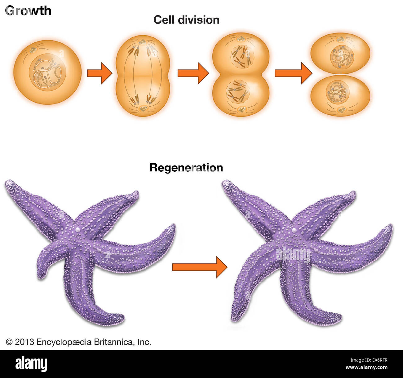Zellwachstum und regeneration diagramme biologie Fotos und