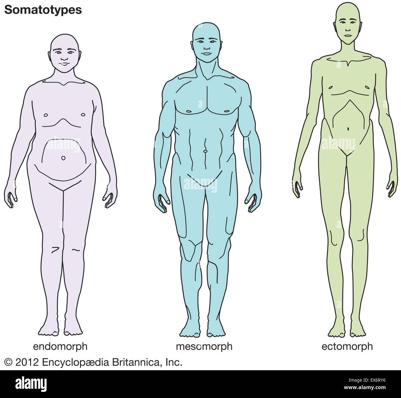 Somatotypen Stockfoto