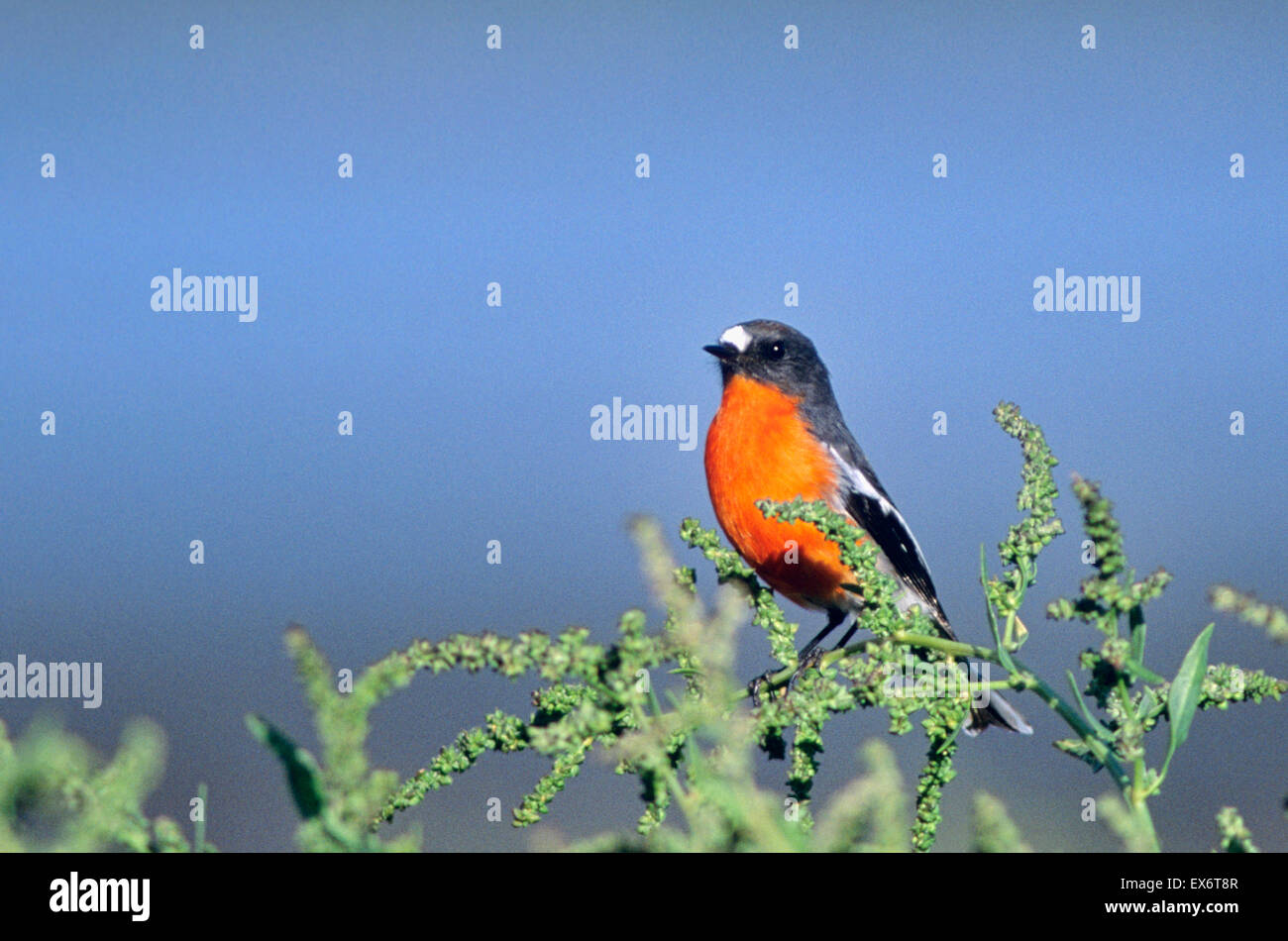 Flamme Robin Petroica Phoenicea fotografiert in Tasmanien, Australien Stockfoto