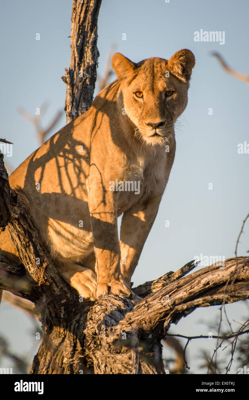 Löwin sitzen und beobachtete in Baum, Okavango Delta, Botswana, Afrika Stockfoto