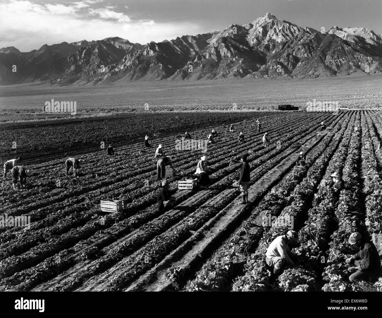 Fotoabzug der Landarbeiter mit Mt. Williamson im Hintergrund, Manzanar Relocation Center. Fotografiert von Ansel Adams (1902-1984), US-amerikanischer Fotograf und Umweltschützer, bekannt für seine schwarz-weiß Landschaftsfotografien von der Ameri Stockfoto