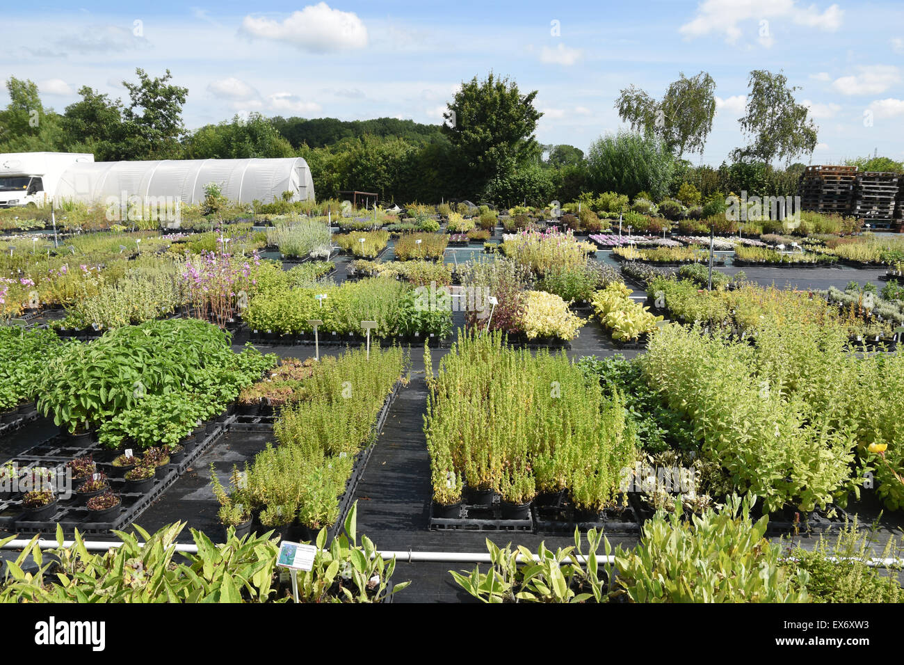 Jekka McVicar Bio-Kräuter Bauernhof, Nr Bristol, South Gloucestershire, UK. Stockfoto