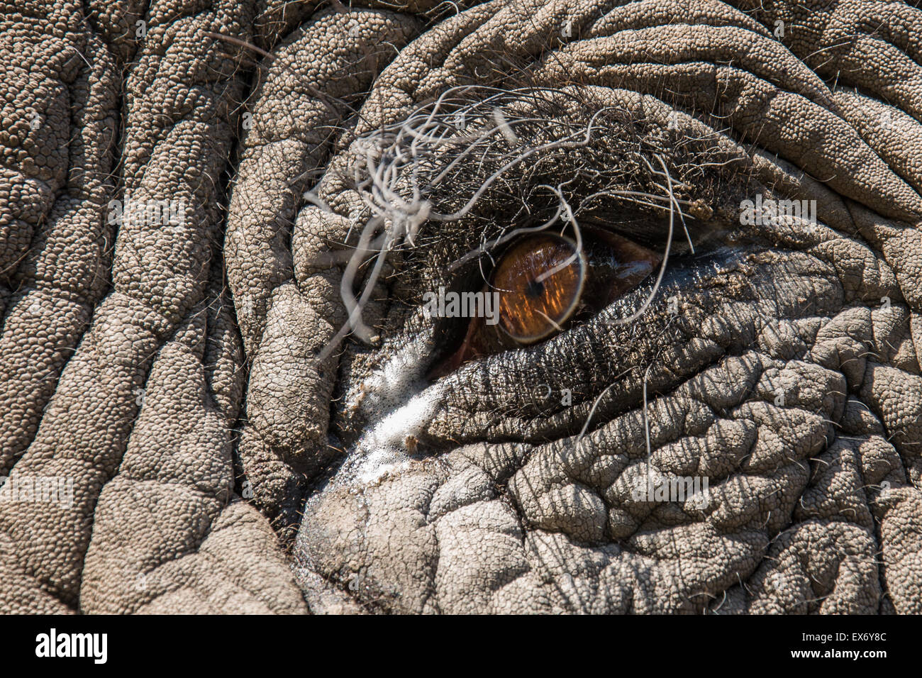 Afrikanischer Elefant Auge Nahaufnahme, Okavango Delta, Botswana, Afrika Stockfoto