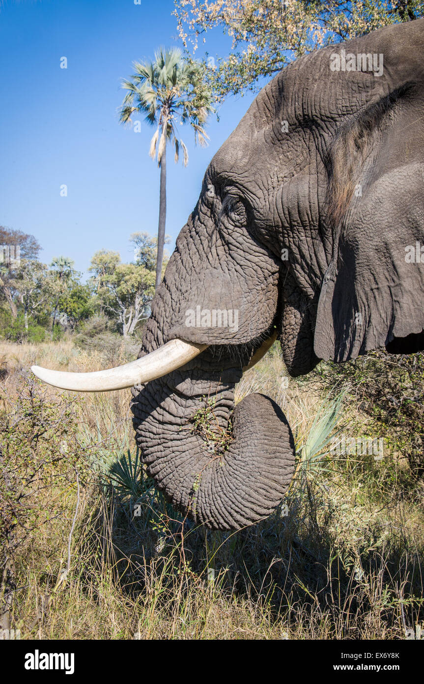 Afrikanische Elefanten mit Stoßzähnen hautnah, Okavango Delta, Botswana, Afrika Stockfoto