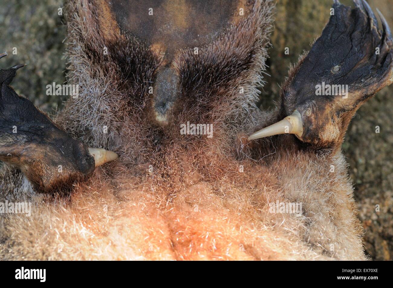 Platypus Ornithorhynchus Anatinus Sporn des Männlich aus totes Exemplar zeigt ein Loch wie in Monotreme fotografiert in Tasmanien Stockfoto