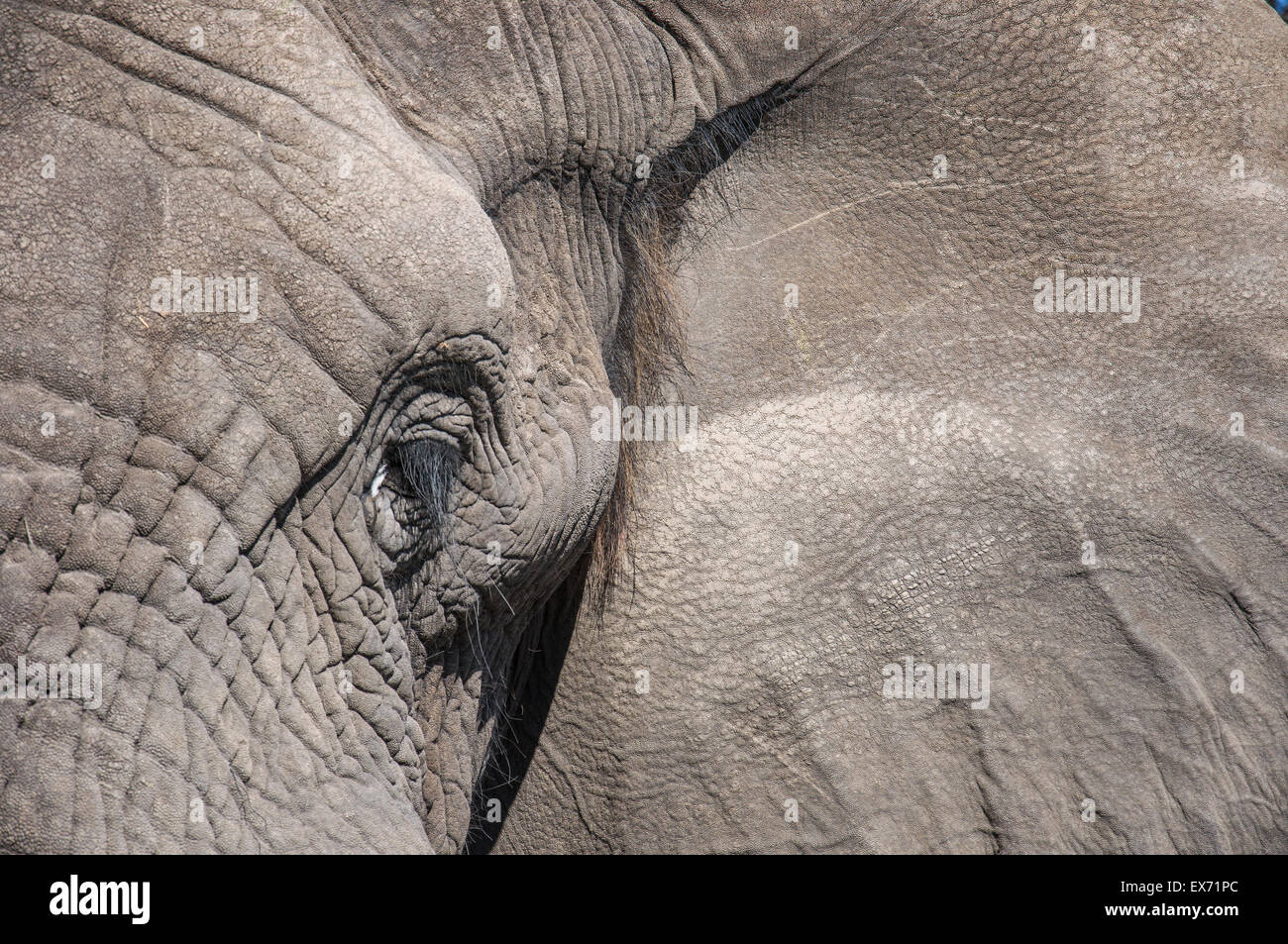 Afrikanischer Elefant schließen Up, Okavango Delta, Botswana, Afrika Stockfoto