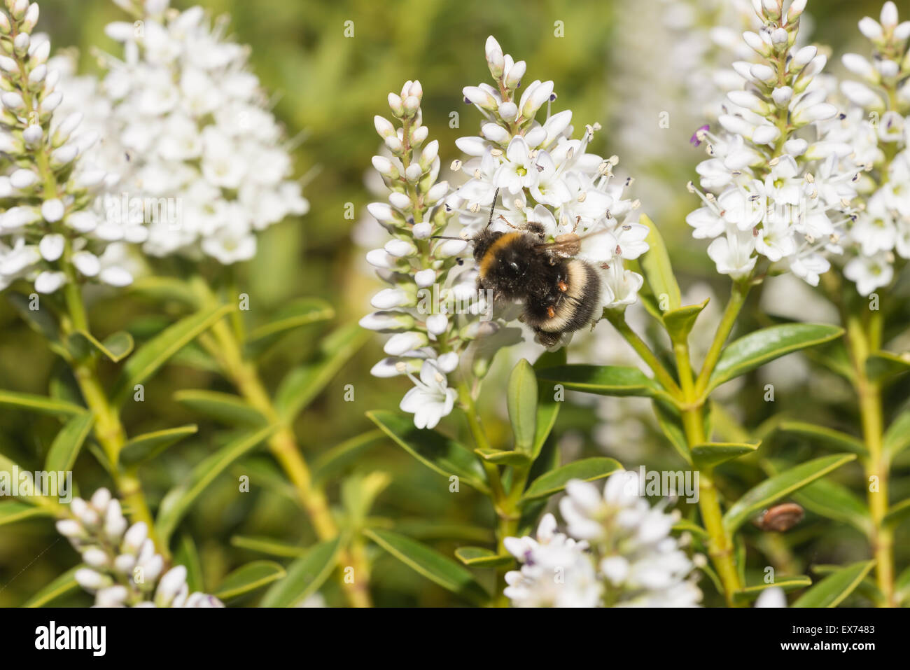 fleißiger Arbeiter Buff tailed Hummel Nektar auf weiße Hebe Blumen suchen und sammeln Pollenkörner Stockfoto