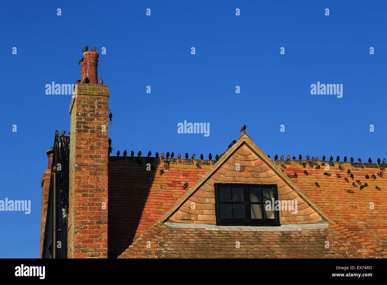 Stare auf dem roten Ziegeldach des Hauses in Mudeford, Dorset, England Stockfoto