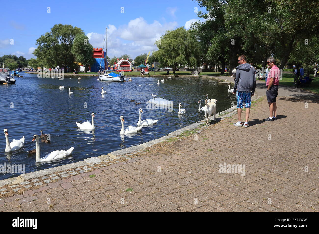 Männer zusehen Schwäne in Christchurch, Dorset, England Stockfoto