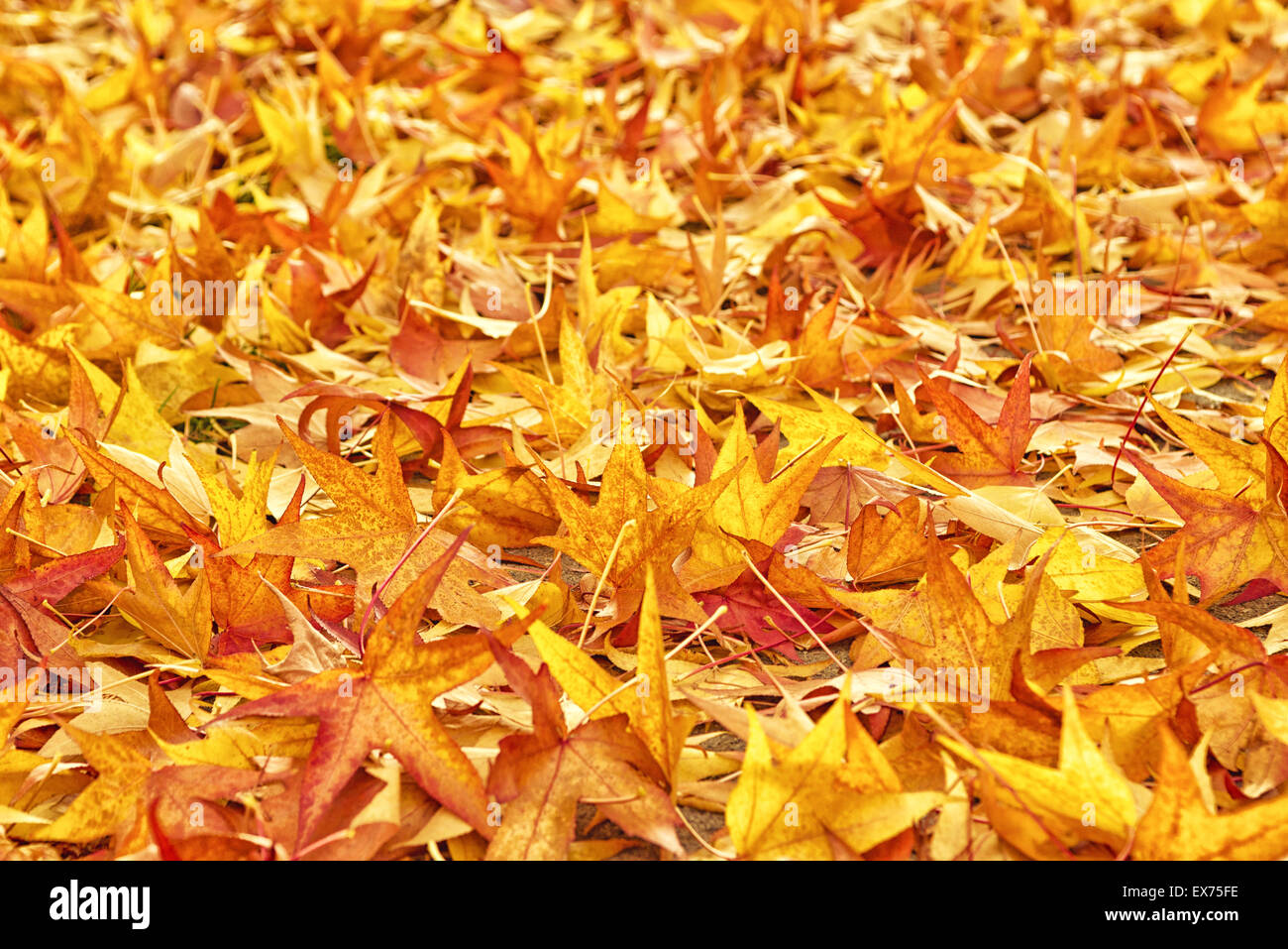 Japanische rot-Ahorn Baum trockene Herbstblätter fallen auf den Boden als natürliche saisonale Hintergrund Stockfoto