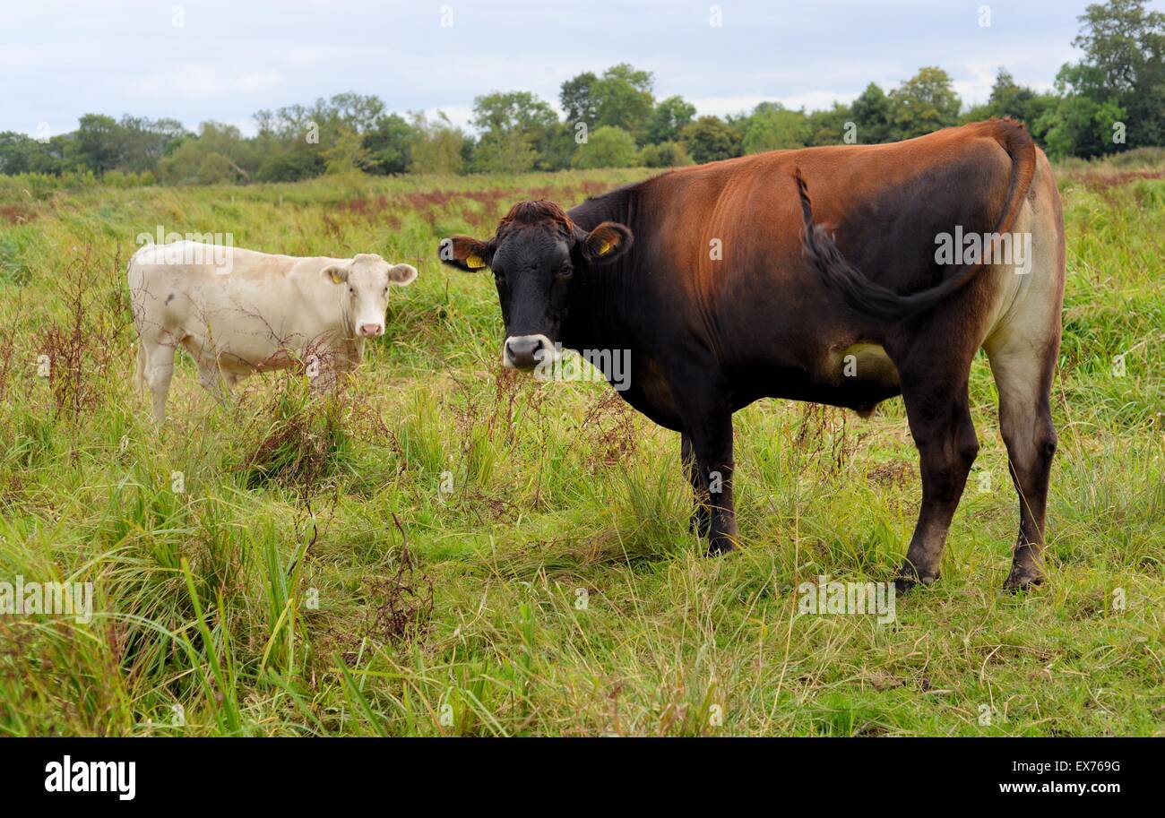 Kühe auf einem Feld. Eine große und eine kleine, eine weiße und eine braune, das ist eine Frage der Perspektive Stockfoto