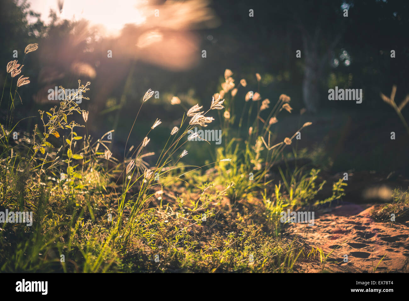 Warmen Sonnenuntergang leicht und wild grass Stockfoto