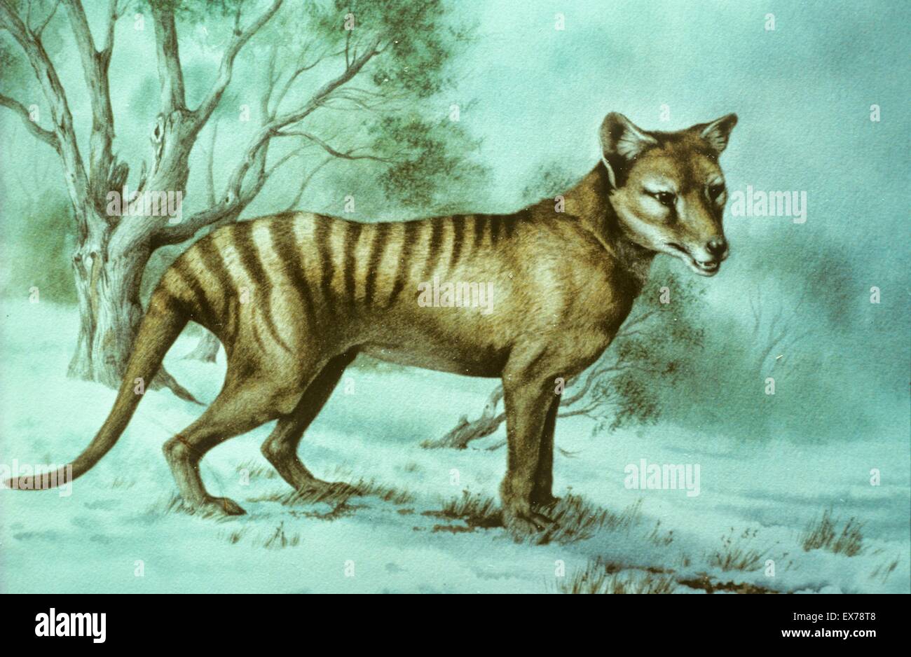 Beutelwolf (Tasmanischer Tiger) Thylacinus Cynocephalus ein Gemälde von Diane Green Stockfoto