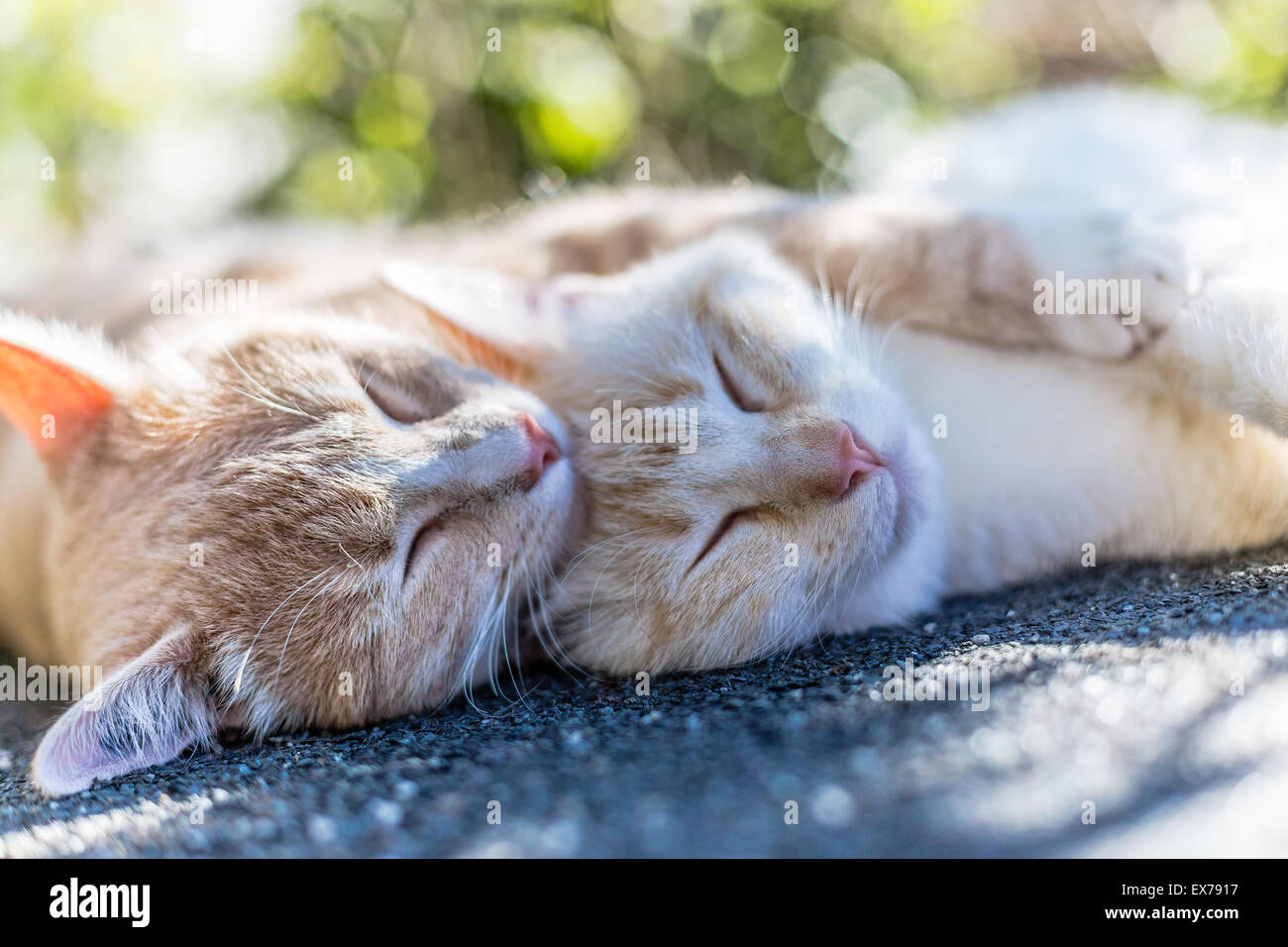 Katzen mit einem zarten Nickerchen Stockfoto