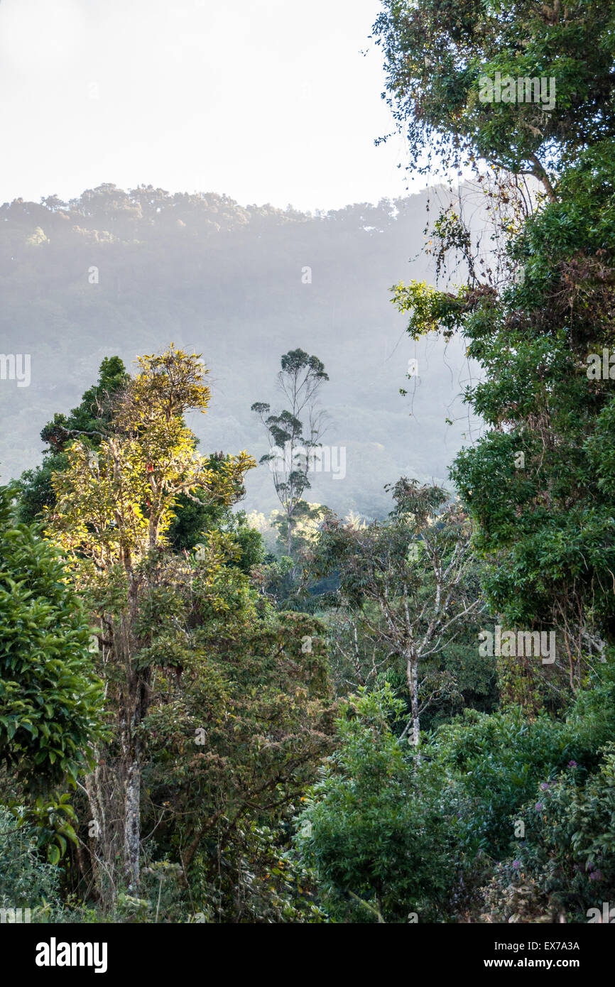 Nebelwald in der Morgendämmerung, Costa Rica Stockfoto