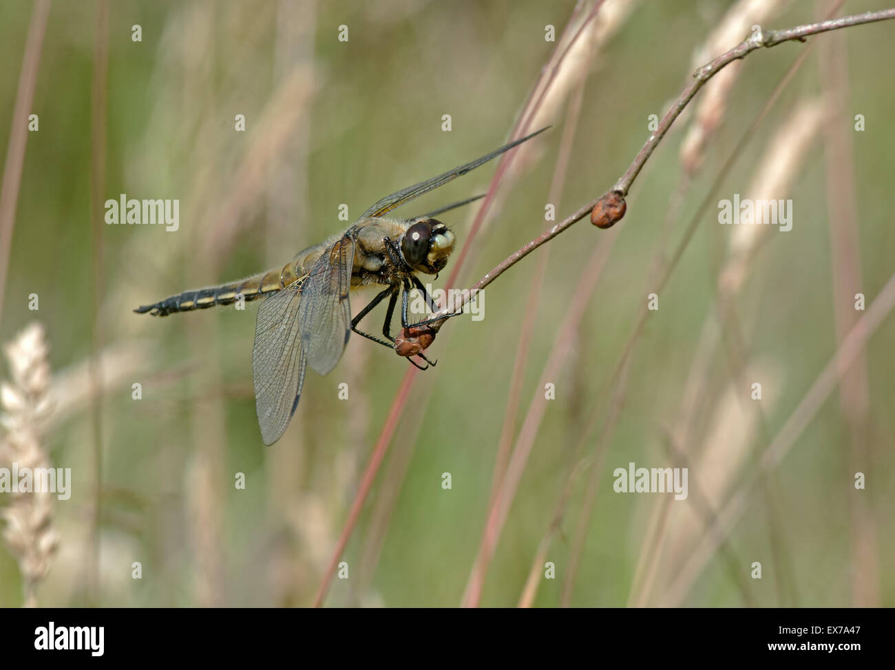 Weibliche Four-Spotted Chaser Libelle (Libellula Quadrimaculata) Uk Stockfoto
