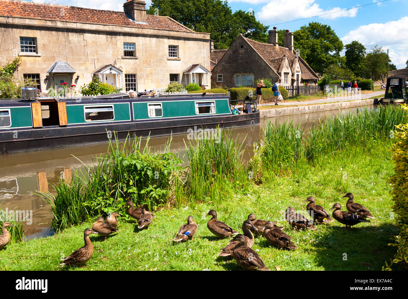 Enten Aufwärmen von Kennet und Avon Kanal an Bathampton, Somerset, England Stockfoto