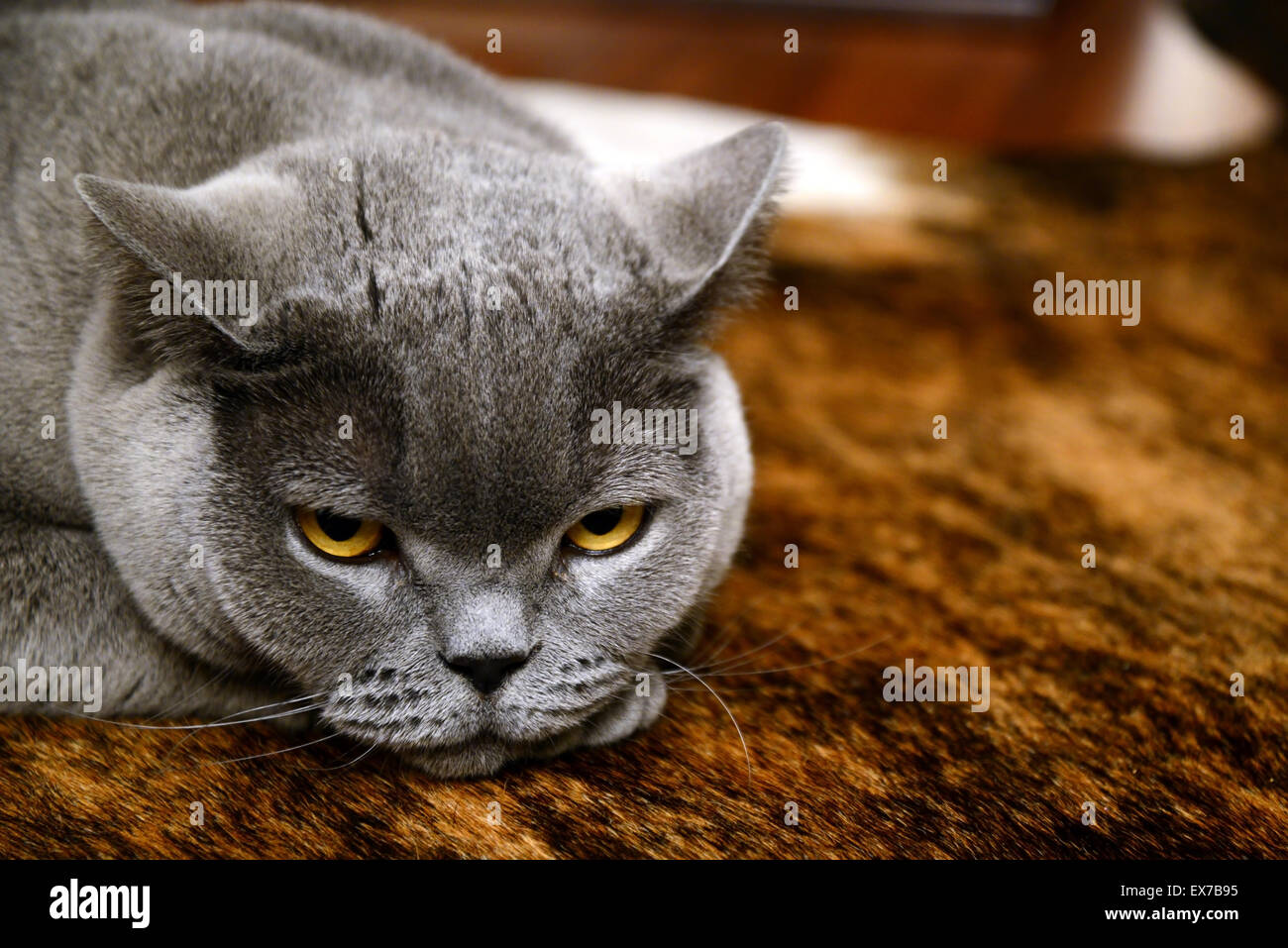 müde Katze - britische blau Stockfoto